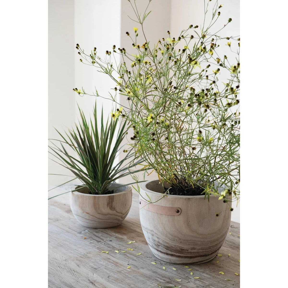 LG Paulownia Wood Nested Planter with Leather Tabs