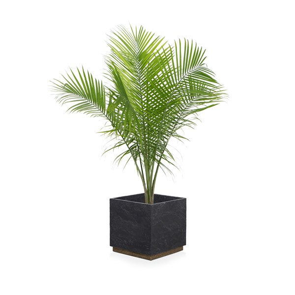 
                  
                    Eddie Planter
                  
                