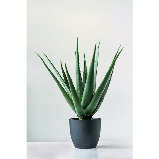 26" Aloe Plant