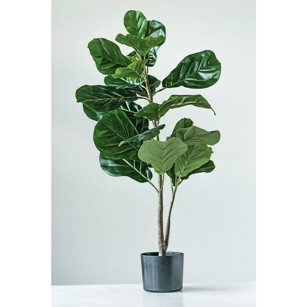 Fiddle Leaf Fig in Pot