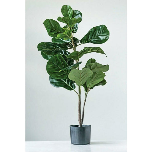 Fiddle Leaf Fig in Pot