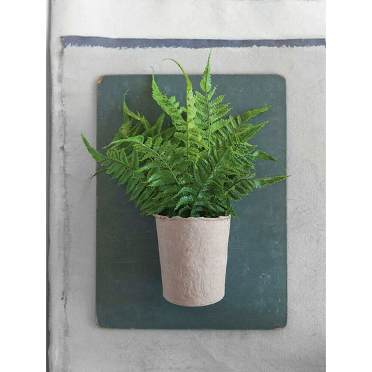 Fern in Pot