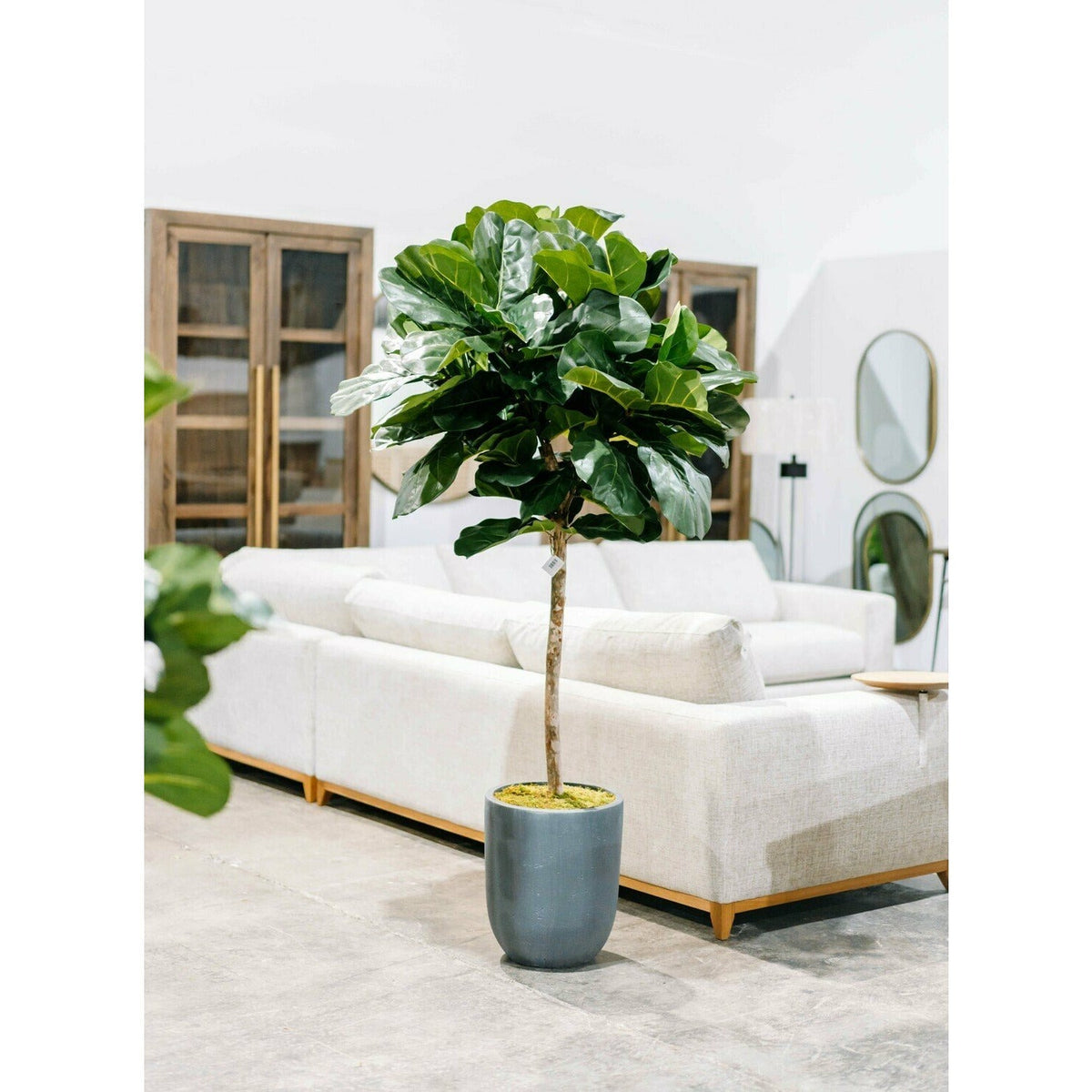 6' Brazilian Fiddle Leaf, Potted