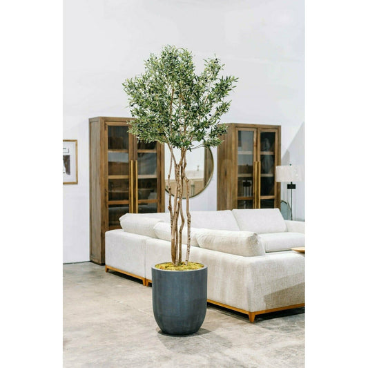 8.5' Olive Tree, Potted