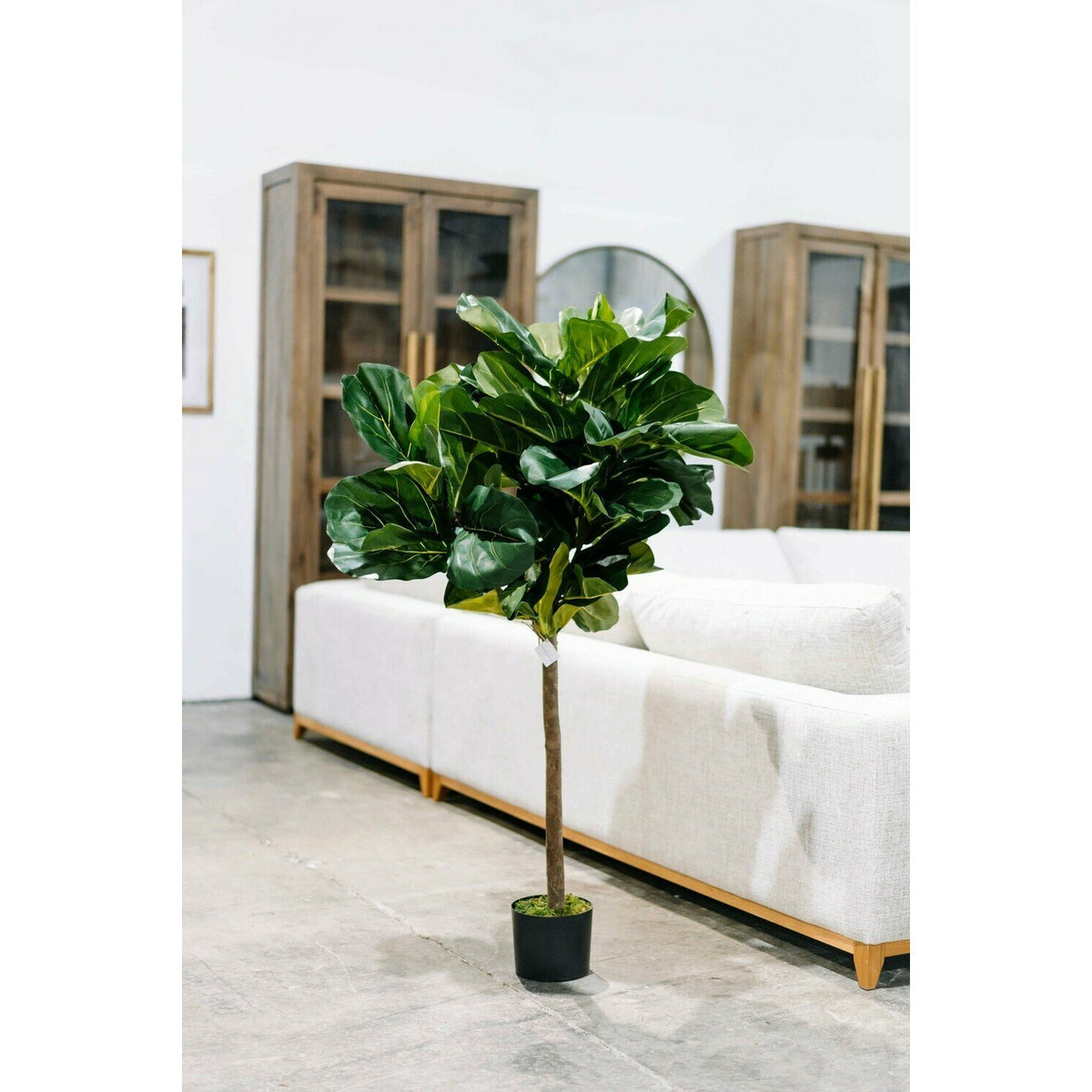 5' Fiddle Leaf Fig, Unpotted