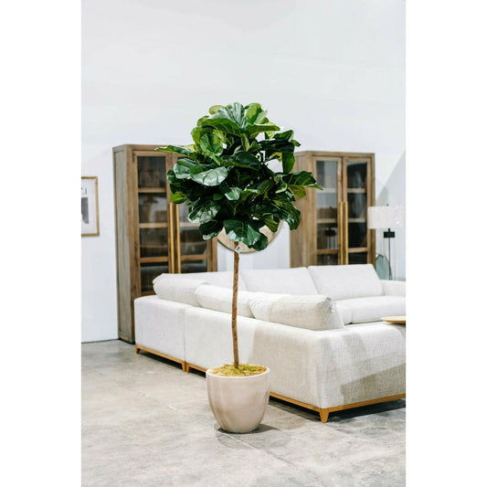 7' Brazilian Fiddle Leaf, Potted