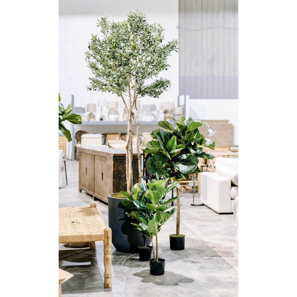 29.5" Fiddle Leaf Fig