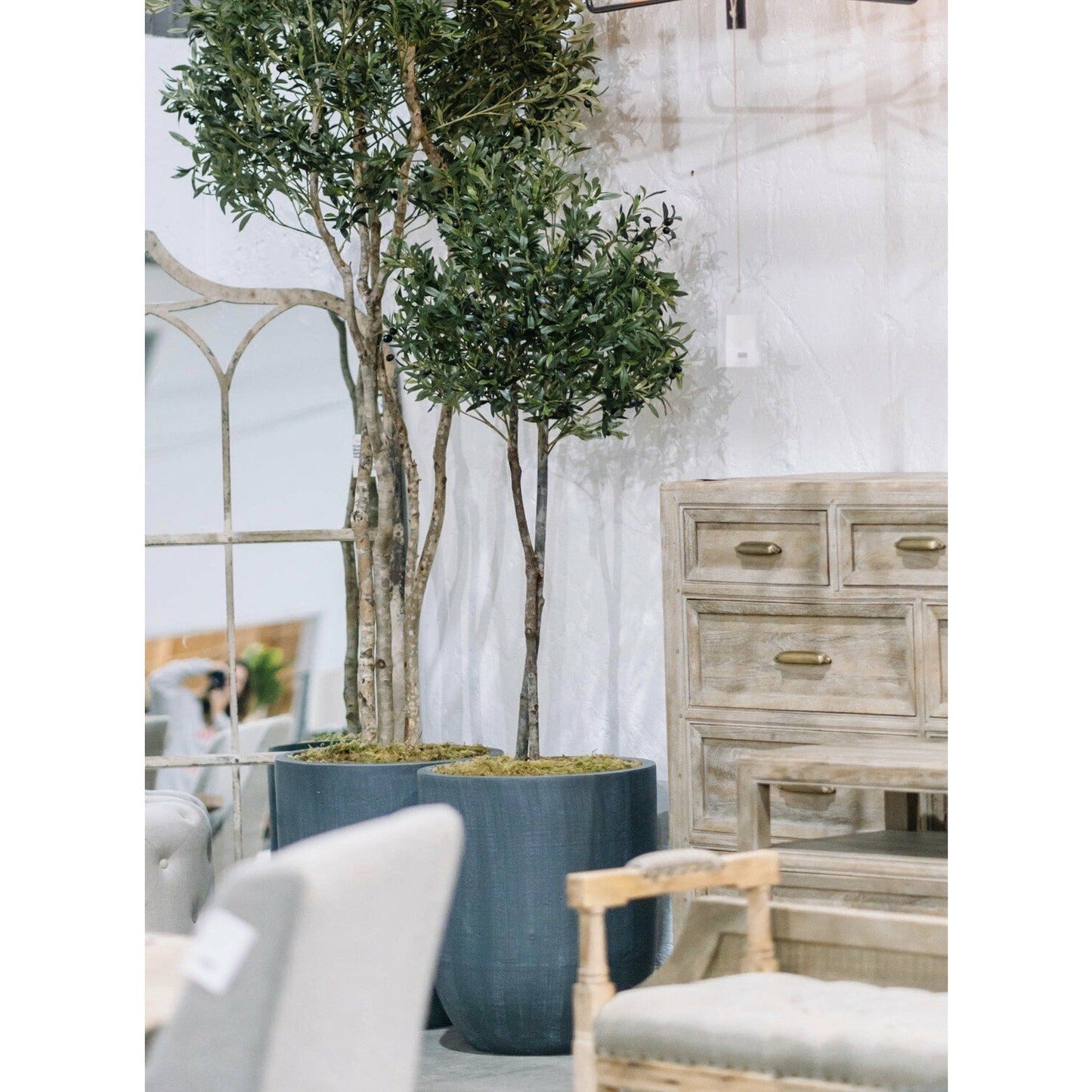 6' Olive Tree, Potted Gray