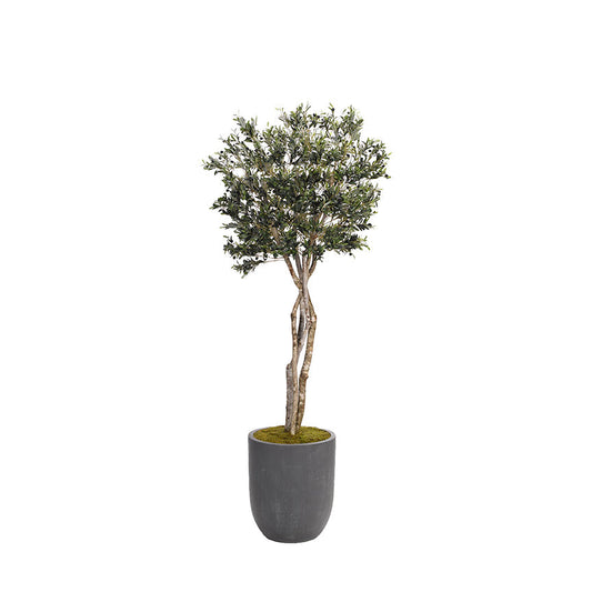 8.5' Olive Tree, Potted
