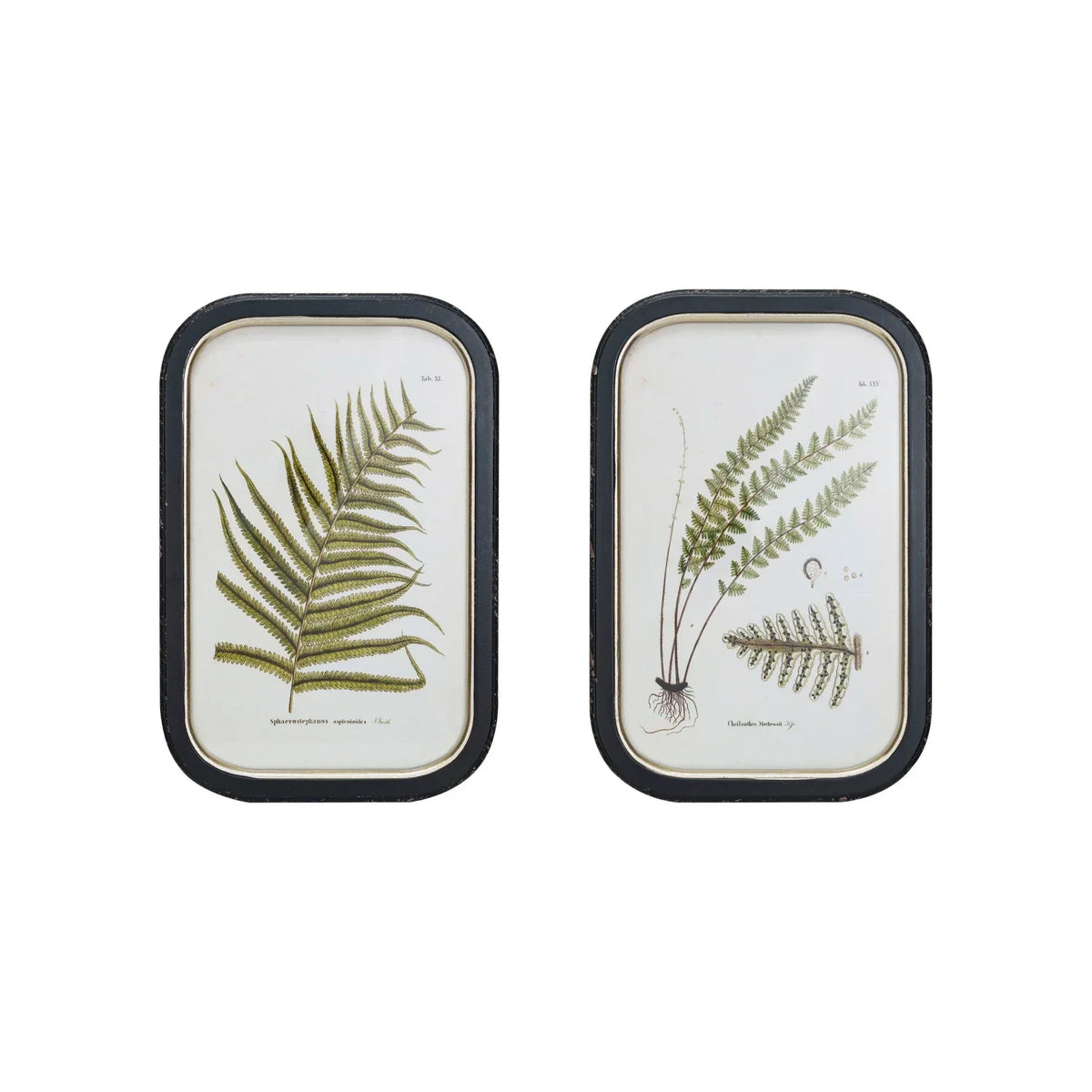 Black Framed Fern Art