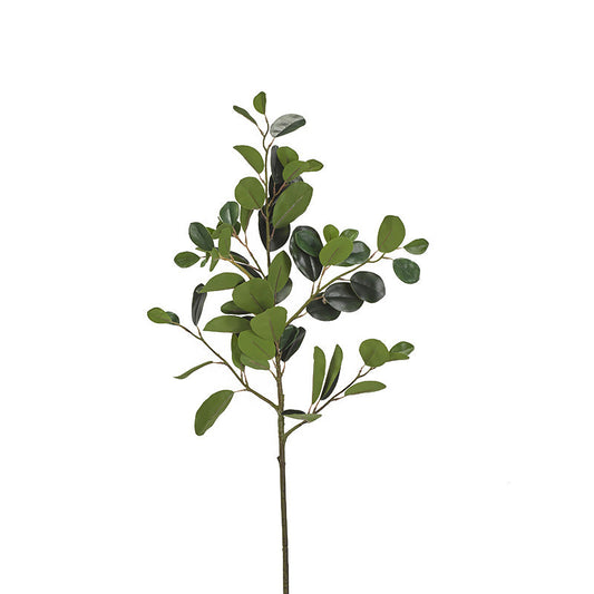 Ficus Branch
