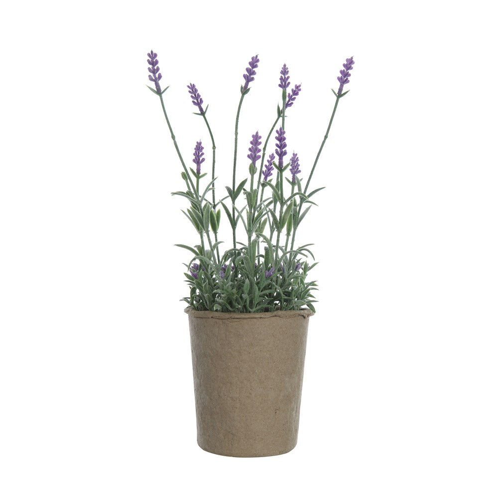 13" Lavender in Pot